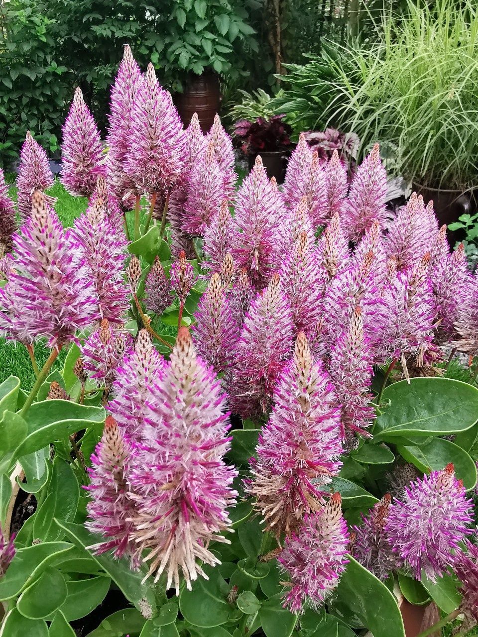 Ptilotus - Różowy ogonek królika 30 nasion