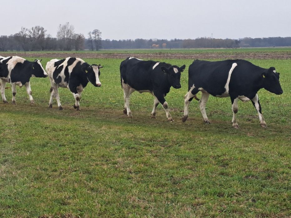 Jałówki hf cielne .