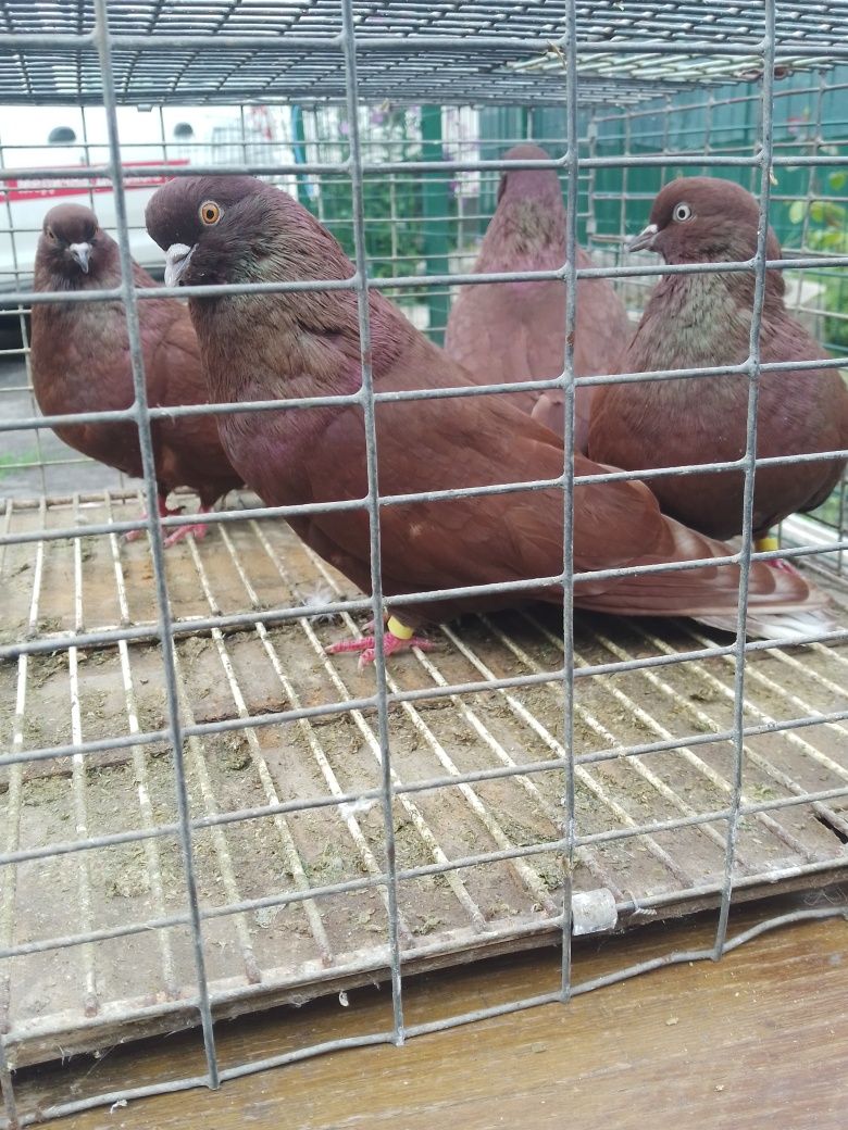 Продам голубів Кіровоградських