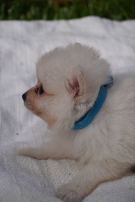 Spitz Anão mini macho