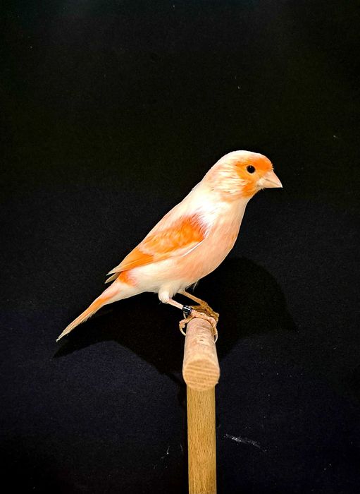 kanarki mozaika czerwona samce,samice