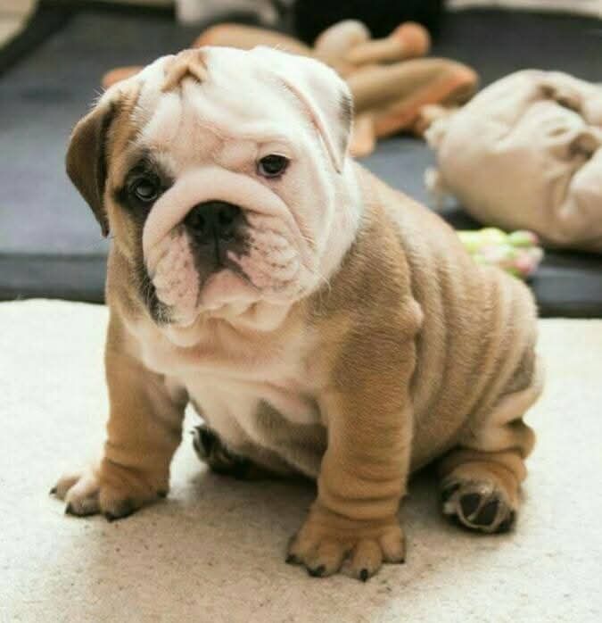 Buldog angielski szczenię piesek ZKwP/ FCI