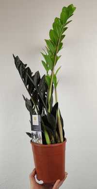 Zamiokulkas Zamioculcas Zamiifolia Raven 55 cm