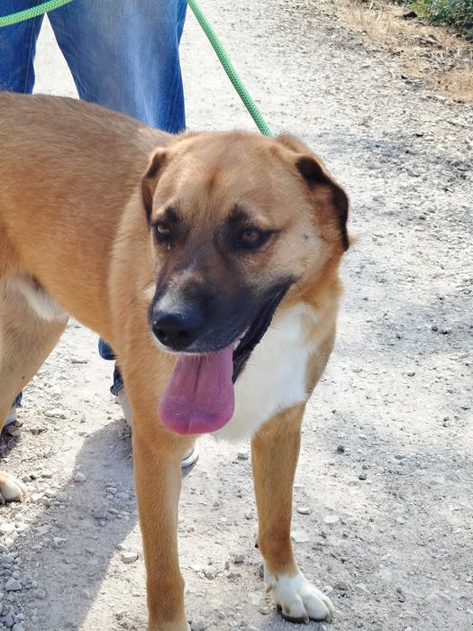 Perdido - cão médio grande para adoção
