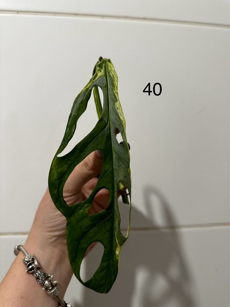 Monstera adansonii Indonesian Marble