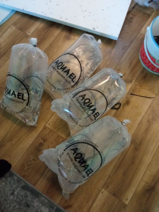 Słonecznica pokarm sandacz pstrąg wysyłka