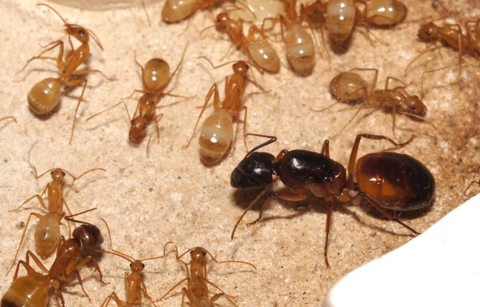 Camponotus sanctus муравьи формикарий ферма