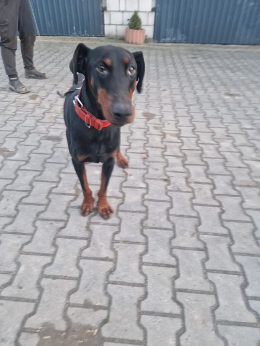 Pies Doberman  .nie .owczarek