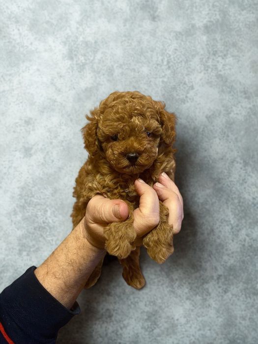 Бомбезний хлопчик той пудель!