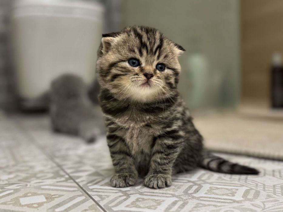 Шотланські кошенята (Скоттиш-фолд)