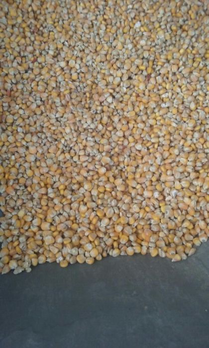 Kukurydza drobna sucha .