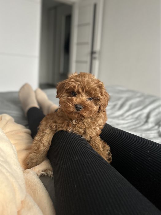 Мишутка мальчик мальтипу ф2 тип Тедди