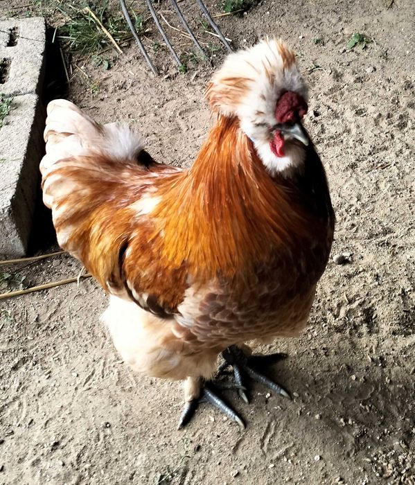 Kogut silka satynowa