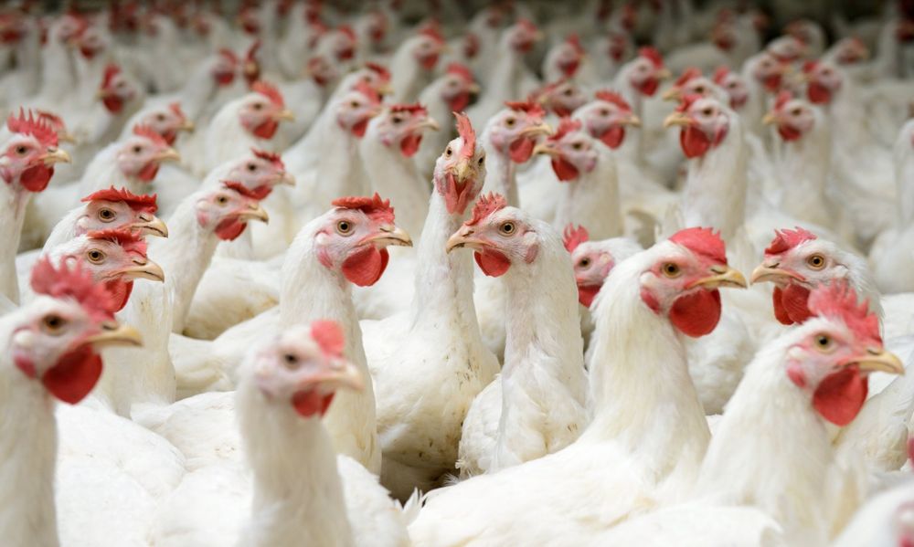 Kury nioski Leghorn z jajkiem Kudowa Zdrój