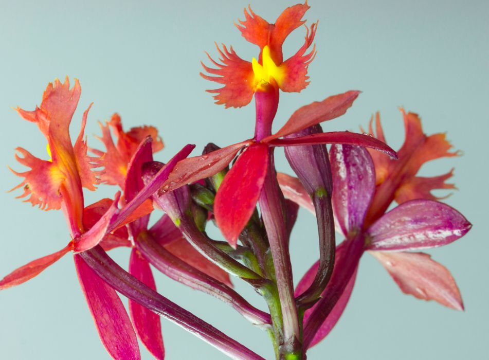 Orquídeas crucifixo - Epidendro vermelho