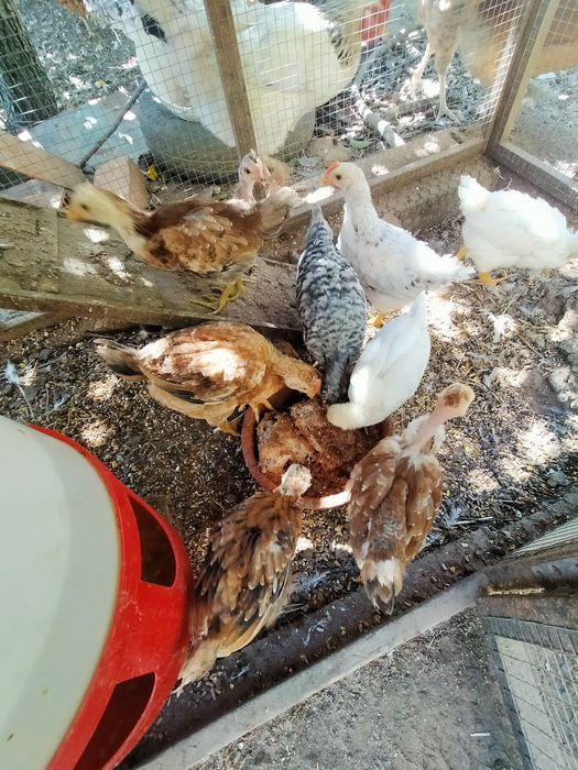 Vendo 7 pintos alimentados com alimentação biológica