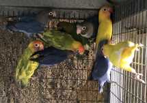 Nigrigenis