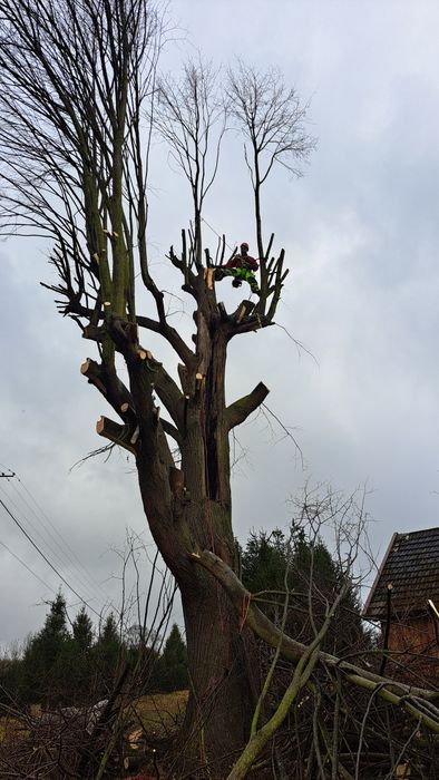 Wycinka i przycinanie drzew Darmowa wycena !!!