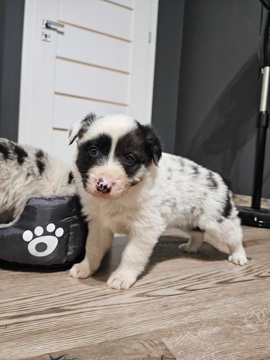 Pies Border Collie