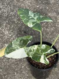 BULWA alocasia macrorrhiza variegata