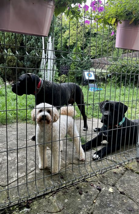 Domowy hotel dla psow - opieka dzienna, weekendowa i dluzsza - Gdynia