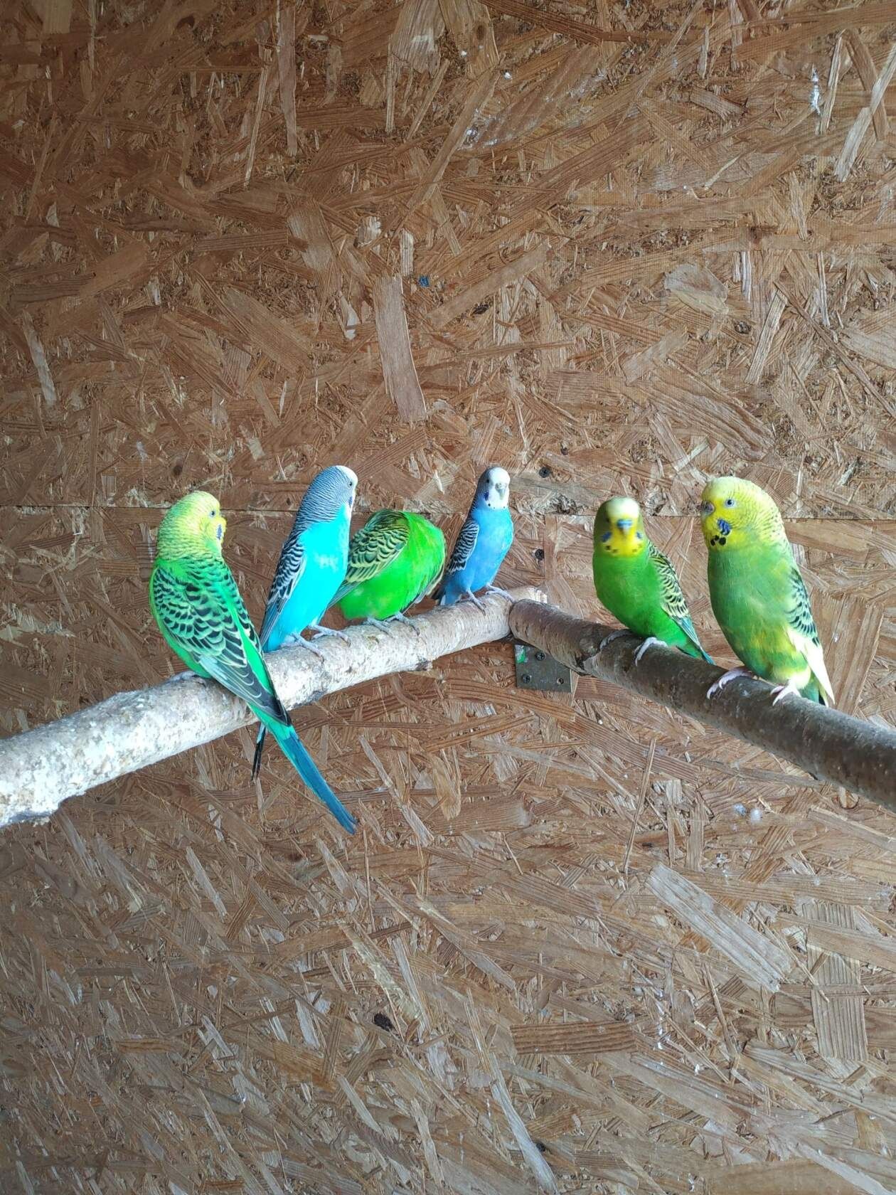 Волнистые попугайчики