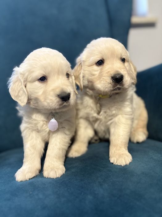 Golden retriver Chłopczyk