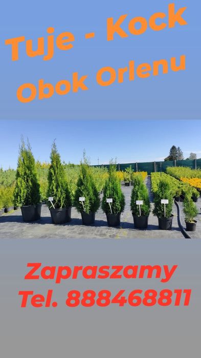 Tuja Szmaragd donicowe oraz z gruntu - Kock