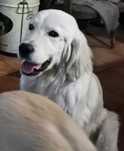 Golden Retriever - piesek  - ZKwP/FCI