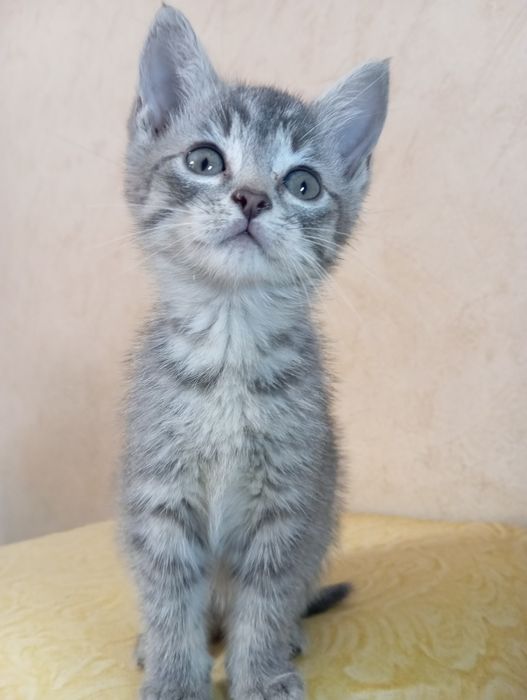 Віддам кошенят. Кошенята шукають господарів