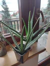 Aloes Aloe vera w doniczce