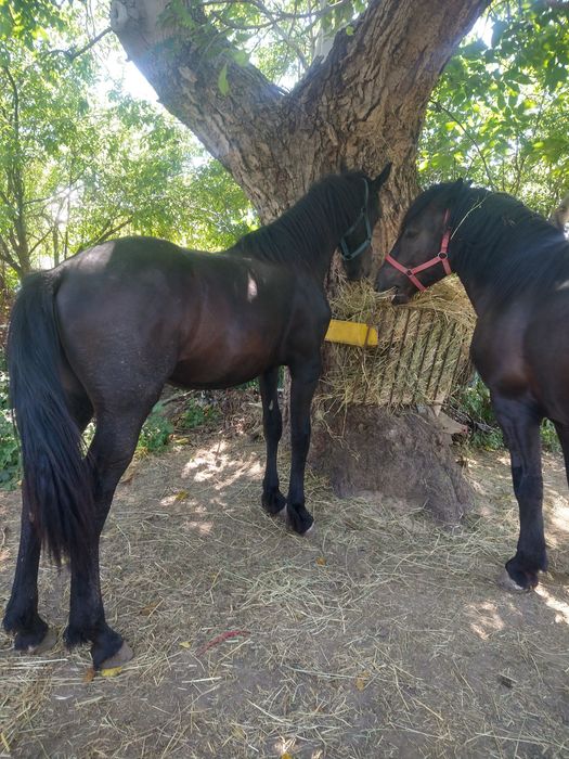 Sprzedam konia pulwryzyjski