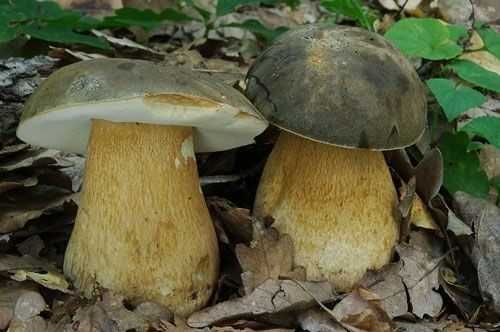 Мицелий Белого гриба темно-бронзового