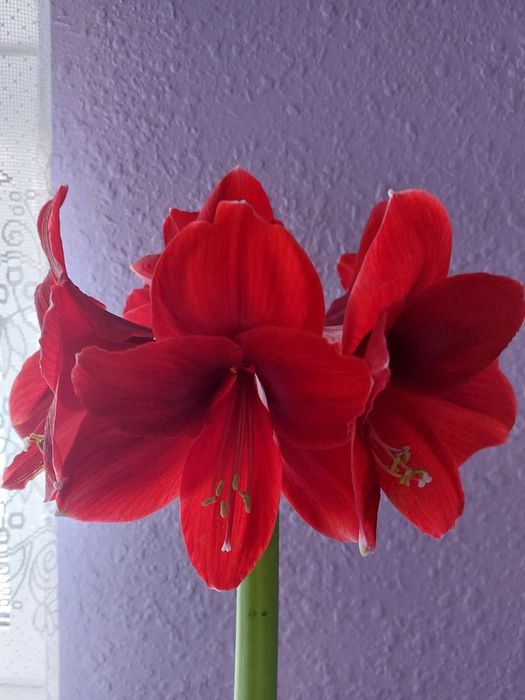 Цибулини амаралісу