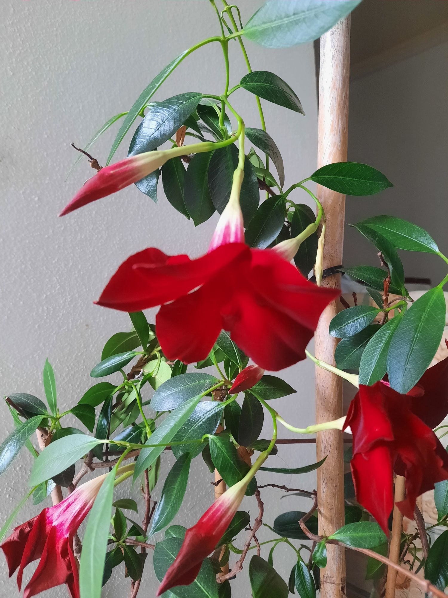 Planta  de interior com flores vermelhas. Está  linda.