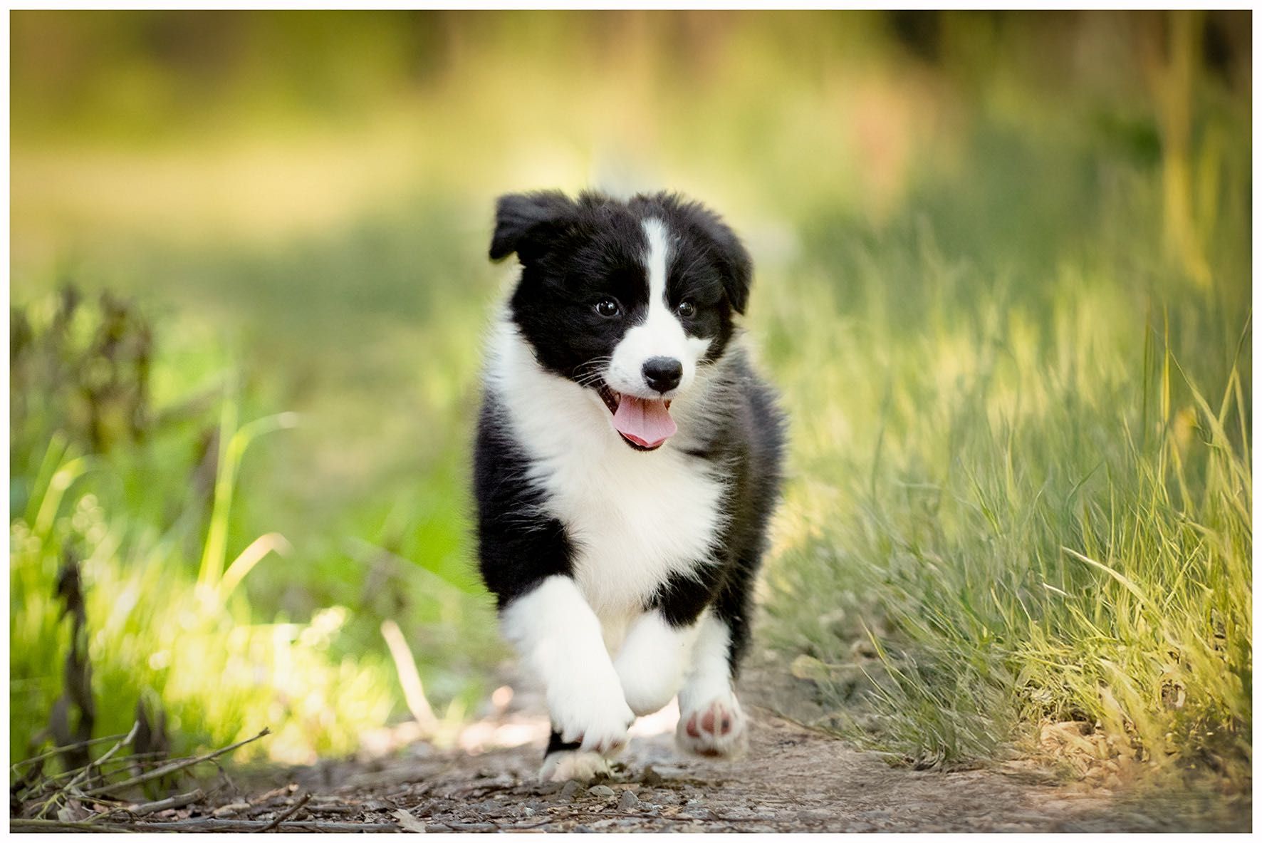 Border Collie ZKWP FCI