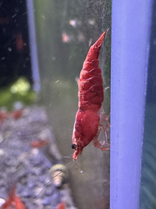 Neocaridinas red Fire