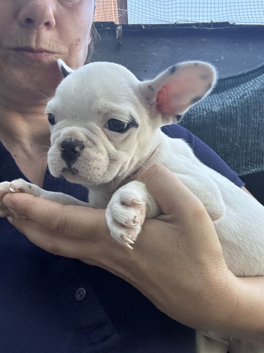 Bulldog frances pirata femea