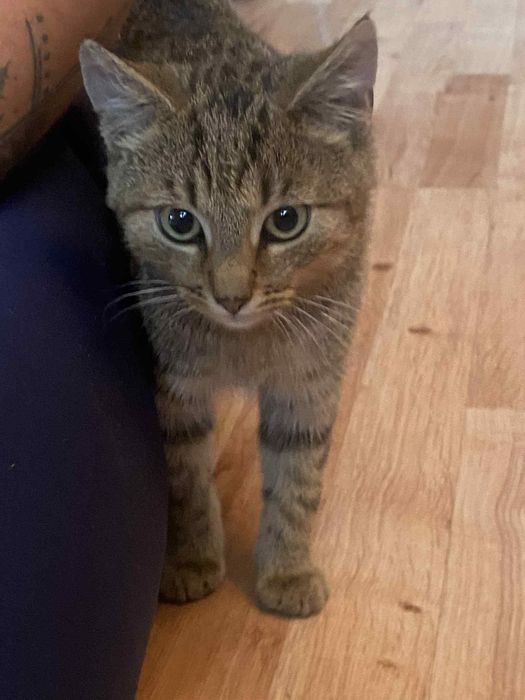 Oddam 2 kocurki  i 1 kotkę