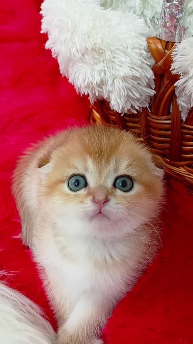 Вислоухая девочка золотая шиншилла