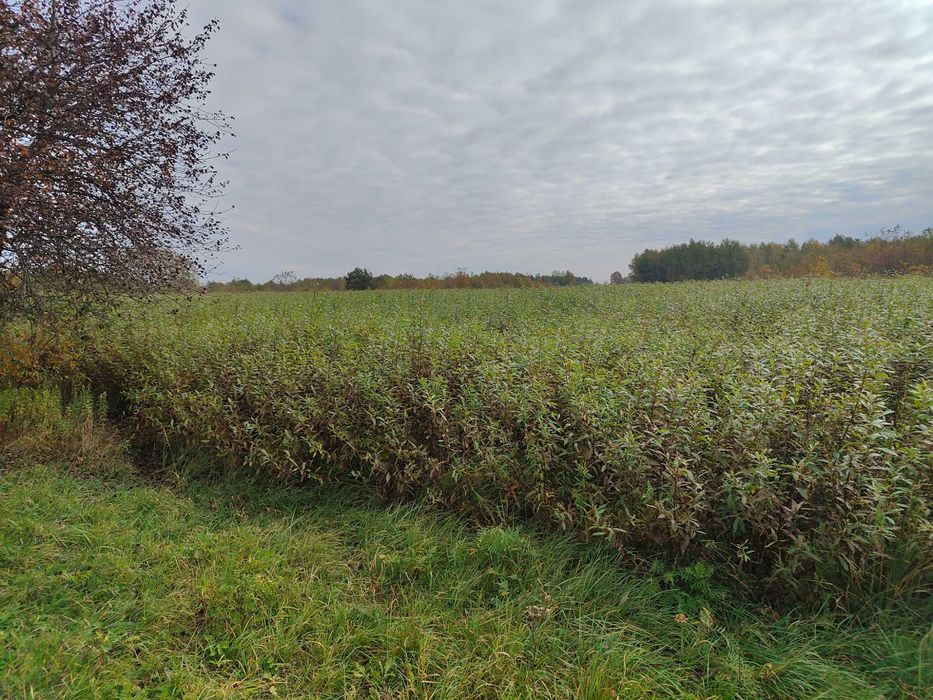 Wiklina zielona na polu