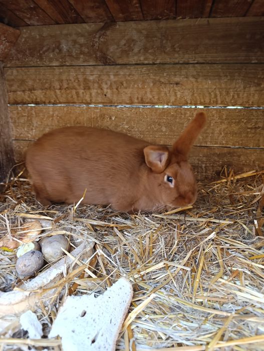 Sprzedam samce nowozelandzki czerwony