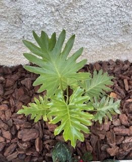 Philodendron Bipinnatifidum / Guaimbé