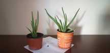 Planta de AloéVera