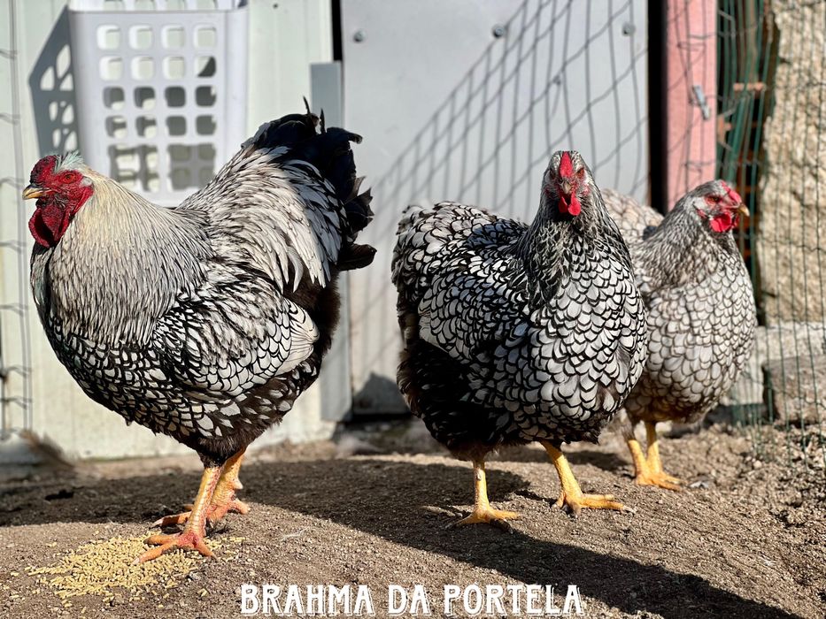 BRAHMA MIL FLORES /SALMÃO / PERDIZ / BUFF / WYANDOTTE PRATA
