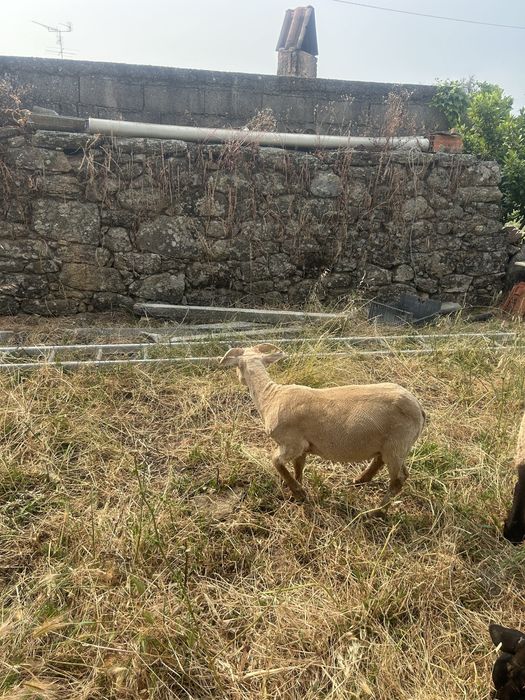 Borrego Merino Puro!