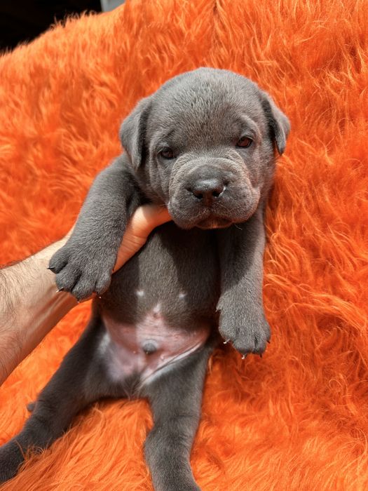 Голубий Cane Corso Арон 1 місяць— чистокровний щеня