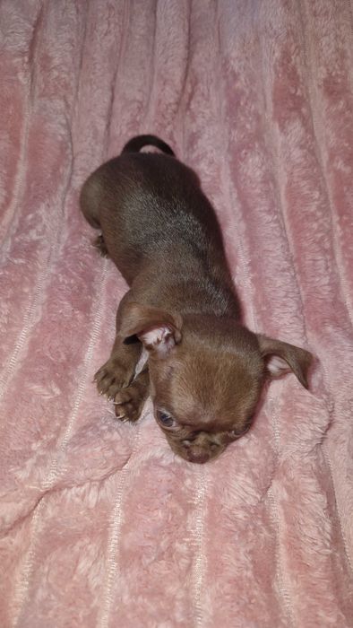 Chihuahua suczka maleńka do odbioru czekoladowa