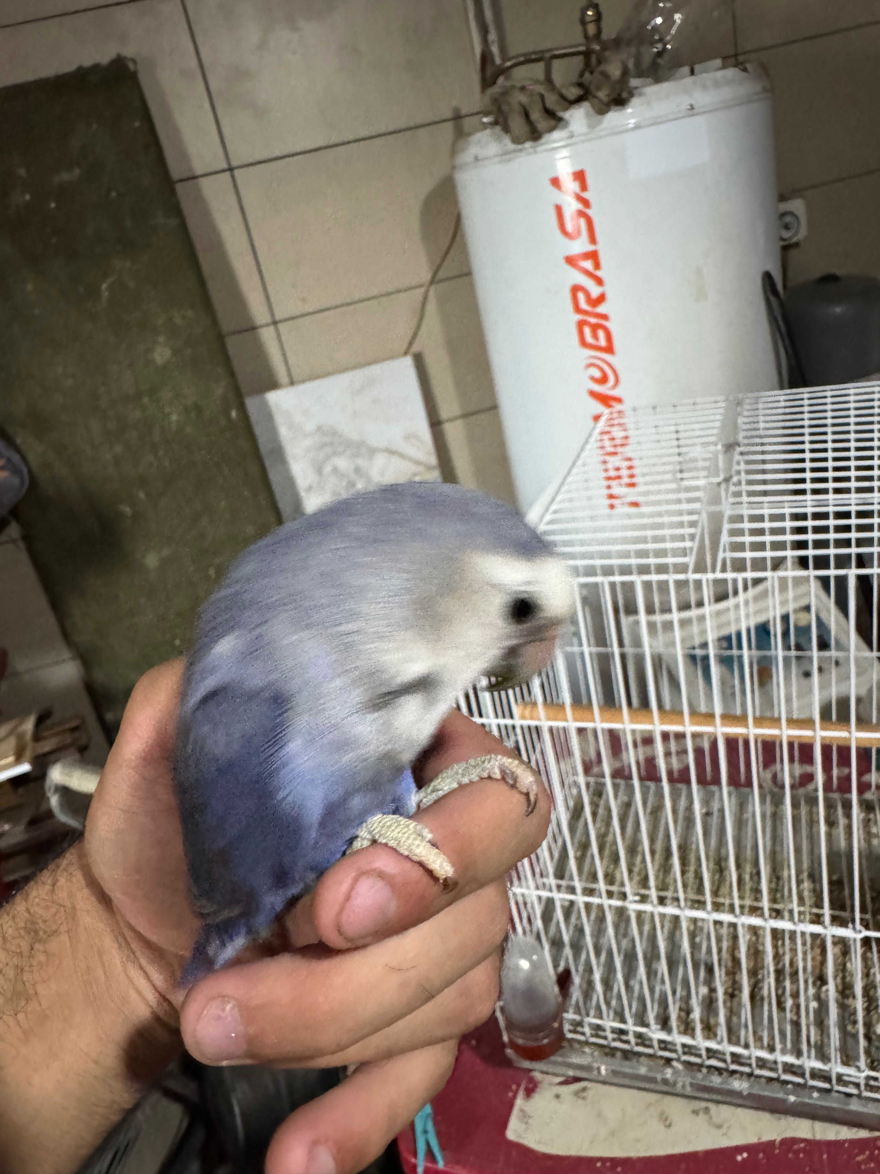Agaporni domesticado, gaiola e comedouros