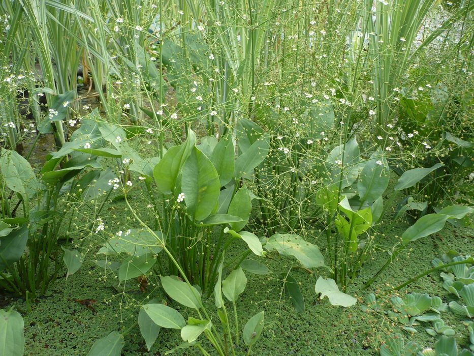 Rośliny wodne, rośliny przybrzeżne , Kamieńsk lesiakowski.pl